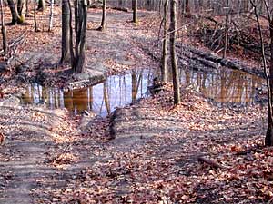 
Wetland damage in the Spider Lake recreational area. One bill under consideration would reopen privately-owned wetlands to ATVs.   (Photo courtesy of Minnesotans for Responsible Recreation)
