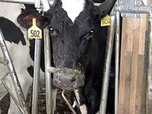
Dairy farmers don't enjoy the state subsidies that ethanol farmers have received for decades. (MPR Photo/Annie Baxter)