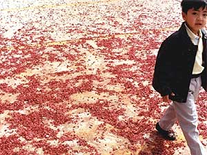 
Wing Young Huie and his wife travelled across America for nine months seeking out Chinese American communities in unlikely places and documenting their lives. The red powder in this photo is the residue of thousands of firecrackers that went off the night before at a new year's celebration. (Photo courtesy of Wing Young Huie)