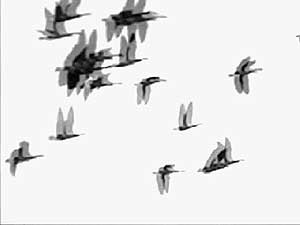 
Birds. It's one of the images that will appear in a visual assemblage accompanying the music. (Photo courtesy of Minneapolis College of Art and Design)