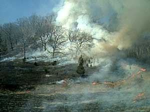 
Fire helps oaks by destroying competitive trees. (Photo courtesy of Driftless Land Stewardship)