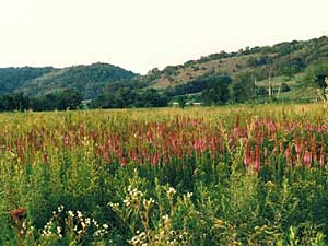 
Prairie flowers attract many birds and insects. (Photo courtesy of The Prairie Enthusiasts)