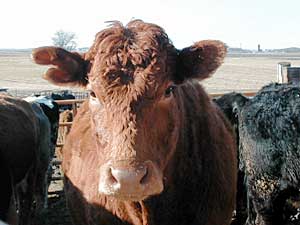 
A beef cow on Ourada's farm near Lucan, Minn. Mad cow disease hurt cattle prices last year, but prices have risen again recently. (MPR Photo/Mark Steil)