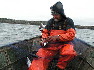 
Steve Dahl pulls the net up and passes it across his boat, plucking herring from the mesh.
 (MPR Photo/Stephanie Hemphill)