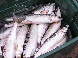 
In one net, the catch is about 40 herring.  The second net yields about the same.  The catch varies widely depending on time of year and weather. (MPR Photo/Stephanie Hemphill)