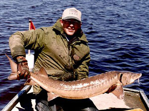 
If the Mississippi River gorge was restored, big fish like this sturgeon might use the rapids again for spawning. (Photo courtesy of the DNR)