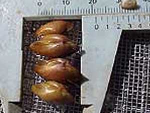 
For the past few years, scientists have worked to reintroduce the endangered Higgins Eye Pearly Mussel into the Mississippi.  The program appears to be working, which is a sign the water quality has significantly improved. (Photo courtesy of Mike Davis/Minnesota DNR)