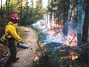 
Controlled burns were used to clean up much of downed timber along Northeast Minnesota's Gunflint Trail.  Now, fire officials are working to burn patches through the blowdown in the Boundary Waters Canoe Area Wilderness.  They hope to slow the path of future fires. (Photo courtesy of Superior National Forest)