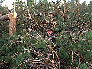 
It took a major effort to reopen hundreds of campsites and portages in the Boundary Waters Canoe Area Wilderness.  All were reopened, although many remain surrounded by a tangle of broken and twisted trees. (Photo courtesy of Superior National Forest)