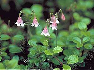 
Twinflower (Linnea borealis) grows in pine woods and relies on bees and wasps for pollination. It is declining in the Wisconsin forest. (Photo courtesy Shannon Wiegmann, UW Herbarium)