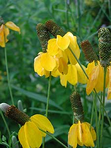 
Columnar coneflowers are among the many native flowers in Carolyn Carr's garden.  (MPR Photo/Kate Smith)