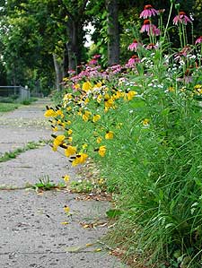 
Carolyn Carr's wild landscaping reaches out onto the sidewalk in front of her south Minneapolis home.  (MPR Photo/Kate Smith)