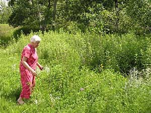 
Carol Pike loves to wander through her backyard prairie.  After two years, it's just beginning to establish itself.  But Pike had no idea how much work starting a prairie from scratch required.  (MPR Photo/Tim Post)