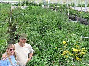 
Gene and Muriel Stark run Glacial Ridge Growers south of Glenwood. They raise organically-grown plants native to the upper Midwest.   (MPR Photo/Tim Post)