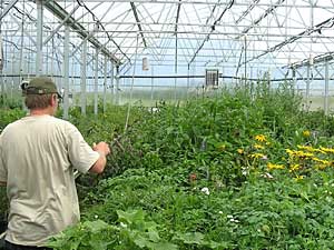 
Gene Stark and his family run Glacial Ridge Growers.  The Starks raise organically grown plants native to the upper Midwest. Their motto is, "Restoring the prairie one backyard at a time." (MPR Photo/Tim Post)