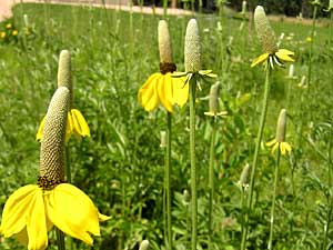 
Gray-headed coneflowers bloom on a midsummer day in Carol Pike's prairie garden.    (MPR Photo/Tim Post)