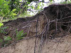 
Exposed roots show after a recent rainfall. A study sgows most of the sediment in the LaSueur comes from the top of banks, not the bottom.  (MPR photo/Mark Steil)