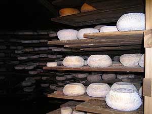 
Nearly 1,000 cheeses are aging in the round concrete cave at Love Tree Farm. (MPR Photo/Cynthia Johnson)