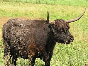 
Scottish Highland cattle are hardy, able to survive northern winters outdoors, and come to market without being fed grain.  They produce meat that is lean yet tender. (MPR Photo/Cynthia Johnson)