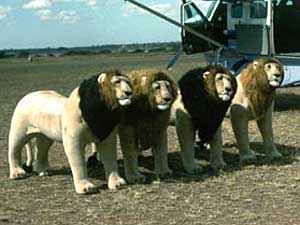 
The four lion dummies, named Romeo, Lothario, Fabio and Julio. (Photo courtesy of the Bell Museum of Natural History)