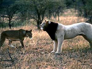
A female lion shows interest in this lion dummy. The research shows females are most interested in lions with dark manes, since they are an indication of good health and strength. (Photo courtesy of the Bell Museum of Natural History)