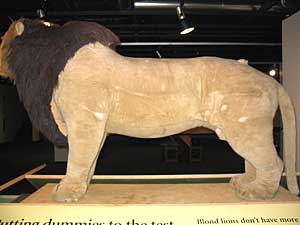 
This lion dummy is one used by researchers in Africa's Serengeti plain, and is now on display at the Bell Museum of Natural History at the University of Minnesota. (MPR Photo/Mike Edgerly)