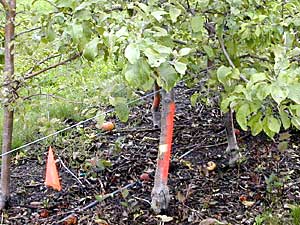 
This is one of the trees destined to be cut down at the end of the season. (MPR Photo/Greta Cunningham)
