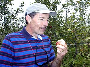 
Apple breeder Dave Bedford played a major role in developing the U's last big hit -- the Honeycrisp. "That is an outstanding apple. I would have to say that's probably the pinnacle of our breeding success here," says Bedford.  (MPR Photo/Greta Cunningham)