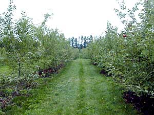 
This section of the orchard has about 15,000 trees.  In the end, only one of those trees will likely end up producing a new variety of apple which will be released to the public. The rest will be destroyed. (MPR Photo/Greta Cunningham)