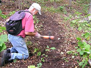 
Norm Herron of Duluth has joined several of this summer's trail-clearing trips.   (MPR Photo/Bob Kelleher)