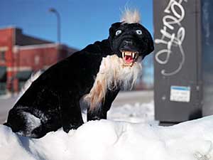 
Robert Marbury's "Fighting Snow Skunk." Marbury works with stuffed toy animals, and turns them into seemingly vicious urban animals.  (Photo courtesy of M.A.R.T.)