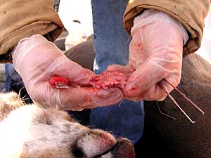 
In 2002 and 2003, the DNR had to remove the head of every deer tested for chronic wasting disease. Now, all they need are two lymph nodes from each animal. The nodes are about the size of a kidney bean. (MPR photo/Tom Robertson)