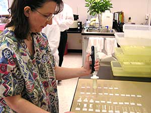 
Lab technicians at the Minnesota Poultry Testing Lab test poultry samples for avian influenza. (MPR Photo/Lorna Benson)