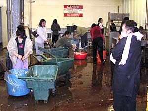 
State officials are worried that live bird markets could spread avian influenza to Minnesota's commercial turkeys. (MPR Photo/Lorna Benson)