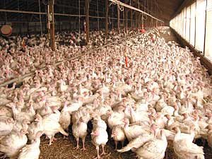
Norling says his flock is probably about 10,000 birds. He keeps them inside the barn, to reduce the chances of getting the avian flu from wild birds. (MPR Photo/Lorna Benson)