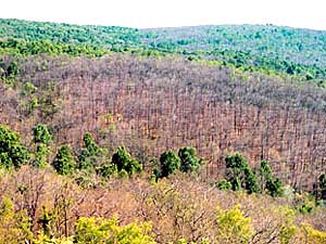 
This hillside has been stripped of vegitation by gypsy moths. (Photo by Mark Robinson, USDA Forest Service, courtesy www.forestryimages.org)