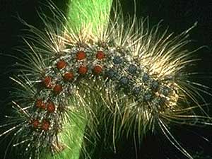 
The gypsy moth larvae do the damage by eating foliage off trees.  (Photo courtesy of USDA Forest Service)