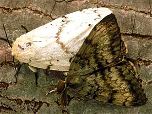 
The adult female is an off-white color, and cannot fly. The adult male is dark brown with markings.  (Photo courtesy of Purdue University)