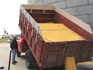 
Farmers say atrazine boosts their corn yields. (MPR file photo)