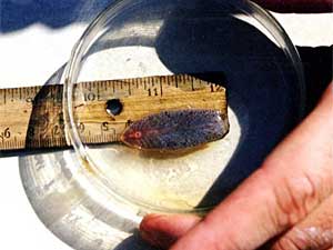 
Serious infestation by a parasite called the liver fluke, and deficiency in some important trace minerals are leading to moose deaths. 
 (Photo courtesy of the U.S. Fish and Wildlife Service)