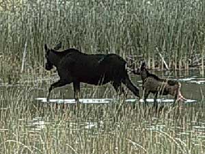 
In late spring, a mother and calf emerge from cattails. (Photo courtesy of the U.S. Fish and Wildlife Service)