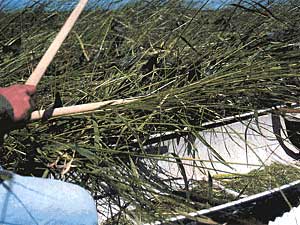 
Indians call wild rice "manoomin" or "good berry." The plant is considered a gift from the Creator. (Photo courtesy of Great Lakes Indian Fish and Wildlife Commission)