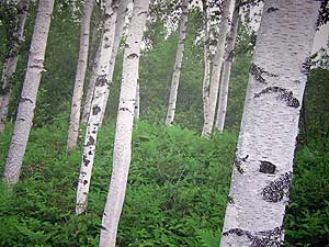 MPR: Birch bark promises better health