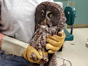 
This female great gray owl is being treated for an injured wing. Staff at the Raptor Center don't give the birds names. Instead, they use different colors of finger polish, brushed on their beaks, to tell them apart. (MPR Photo/Jeff Jones)