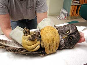 
The owl is placed on an exam table for a daily checkup. (MPR Photo/Jeff Jones)