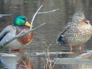 
When hunters do see ducks, it's mostly mallards, blue-wing teals and wood ducks. These species are more tolerant to changes in their environment. (Photo courtesy of George Jameson)