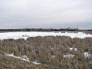 
Osakis crop farmer Bob Mostad created this wetland in a low-lying pasture. He didn't get paid to do it. But he thinks other farmers should get paid to preserve habitat. (MPR Photo/Lorna Benson)