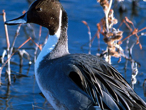 
Northern Pintails used to be common in Minnesota but hunters don't see many anymore.  (Photo Courtesy of George Jameson)