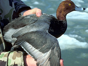 
Redheads are not common in Minnesota anymore. Hunters say habitat loss is to blame. (Photo Courtesy of US Geological Survey)