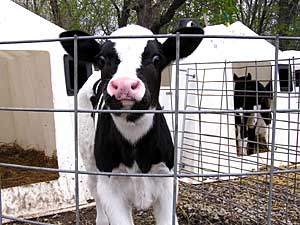 
When this calf is sold at auction, the USDA wants to track whether it moves on to another farm or is slaughtered. By tracking all of these lifetime animal movements, the USDA hopes it will be able to quickly contain livestock disease outbreaks.  (MPR Photo/Lorna Benson)